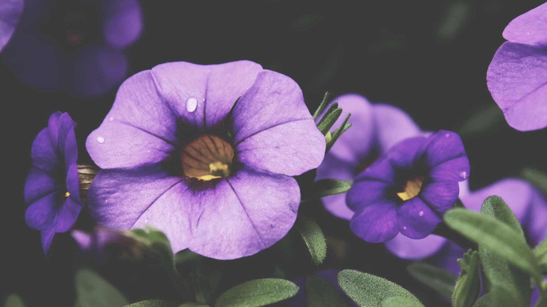 Public Adjuster in Boise, ID - Apex Adjusting Group