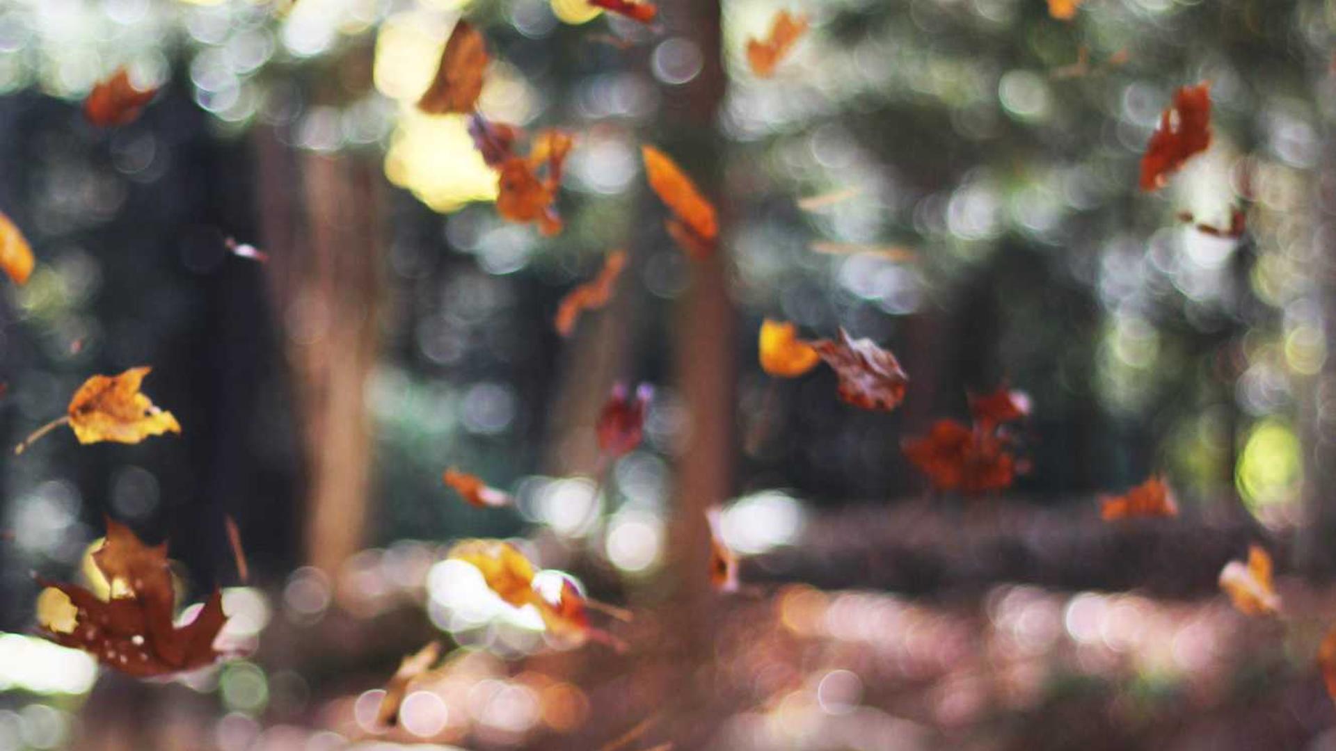 Public Adjuster in Houston, TX - Apex Adjusting Group